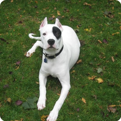 Photo of Dogo Argentino