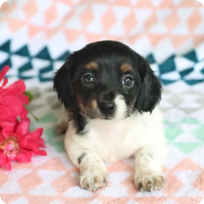 Photo of Miniature Dachshund