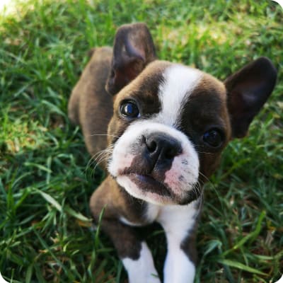 Photo of Boston Terrier