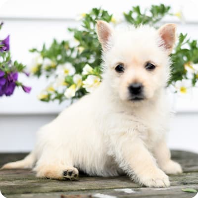 Photo of Cairn Terrier