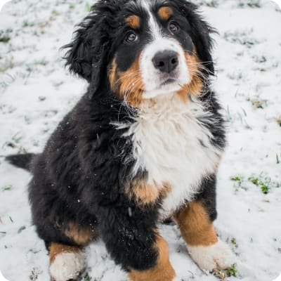 Photo of Bernese Mountain Dog