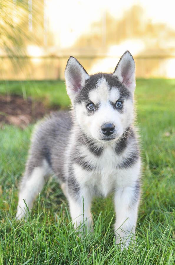 Photo of Siberian Husky