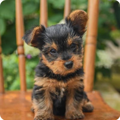 Photo of Yorkshire Terrier