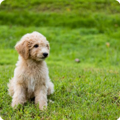 Photo of Goldendoodle