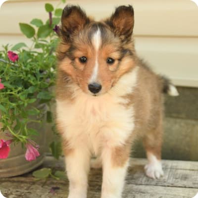Photo of Shetland Sheepdog