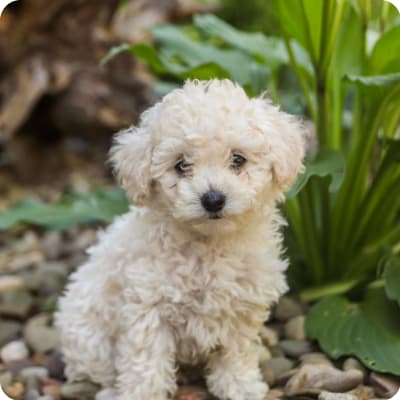 Photo of Toy Poodle