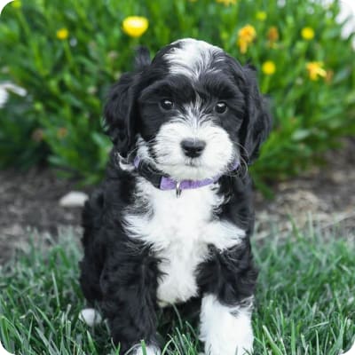 Photo of Mini Sheepadoodle