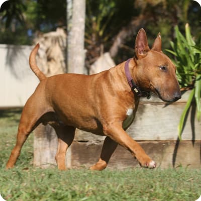 Photo of Miniature Bull Terrier