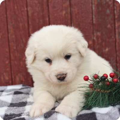 Photo of Great Pyrenees
