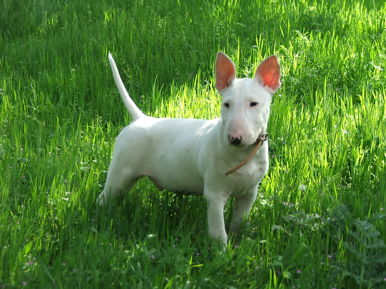 Photo of Miniature Bull Terrier