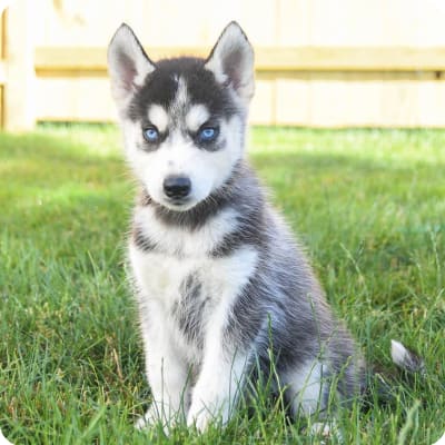 Photo of Siberian Husky