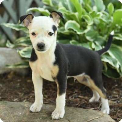 Photo of Rat Terrier