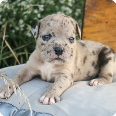 Photo of Alapaha Blue Blood Bulldog