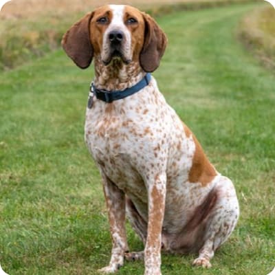 Photo of Coonhound