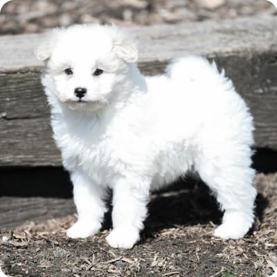 Photo of Eskipoo
