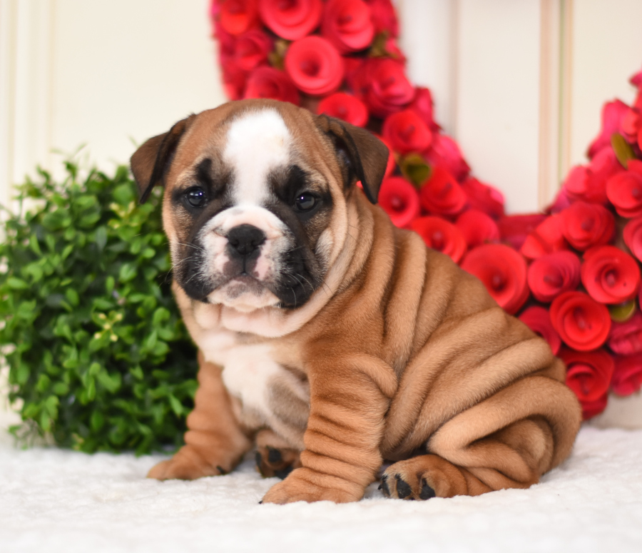 Photo of English Bulldog