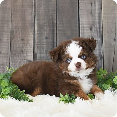 Photo of Toy Australian Shepherd