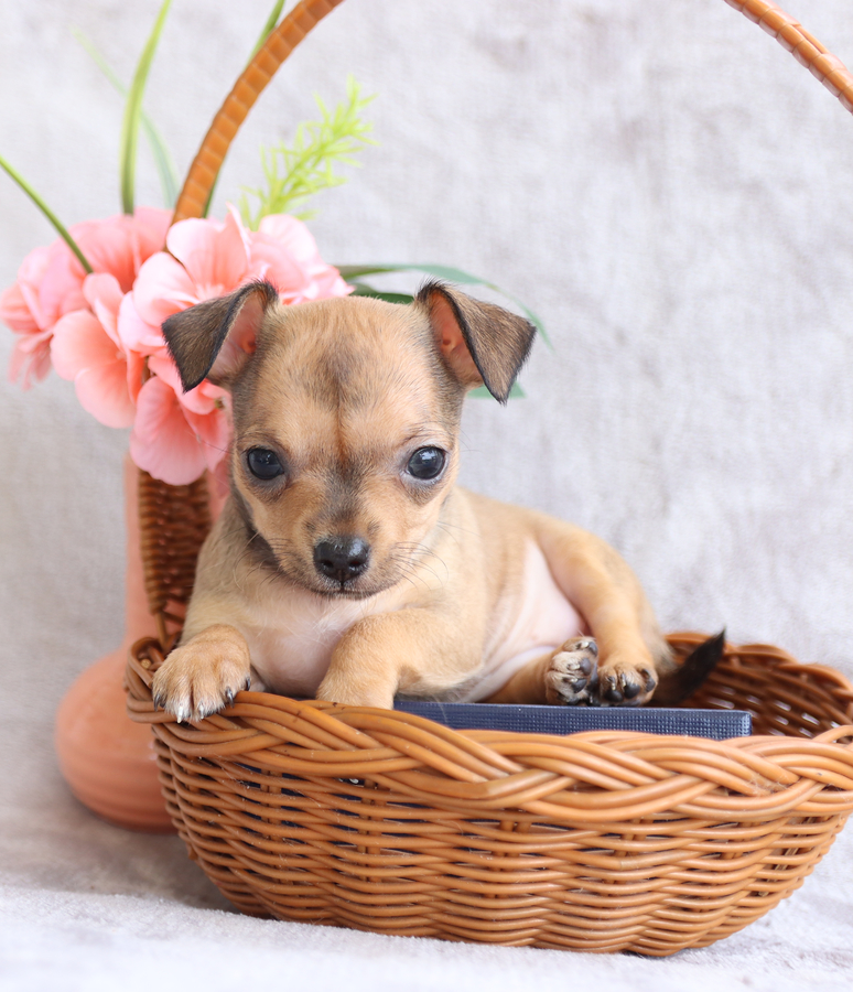 Photo of Chihuahua