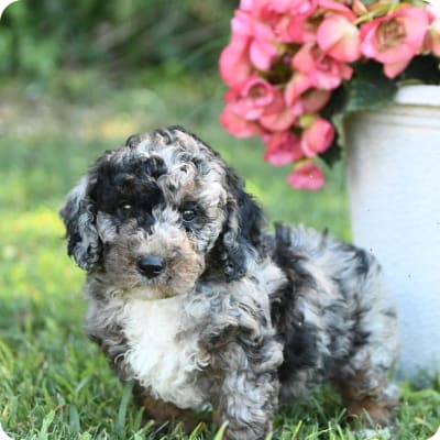 Photo of Miniature Poodle