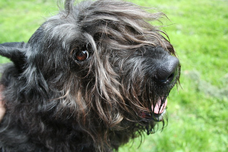 Photo of Bouvier Des Flandres