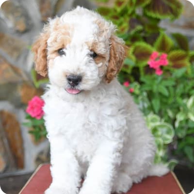 Photo of Miniature Poodle