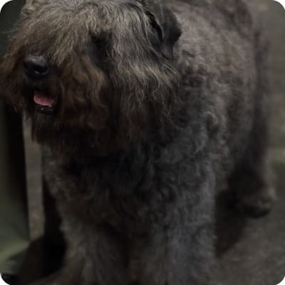 Photo of Bouvier Des Flandres