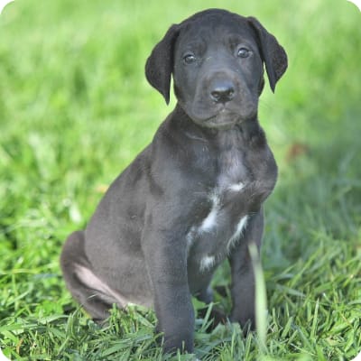 Photo of Great Dane