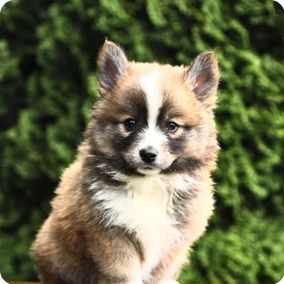 Photo of Pomsky