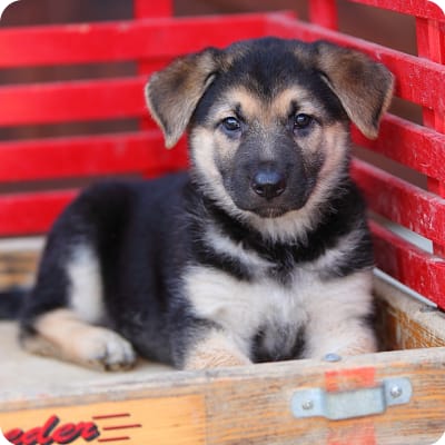 Photo of German Shepherd