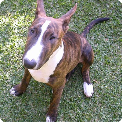 Photo of Miniature Bull Terrier