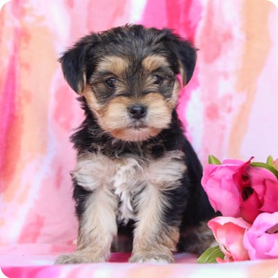 Photo of Morkie