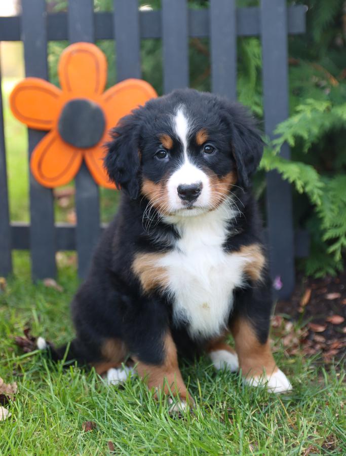 Photo of Bernese Mountain Dog