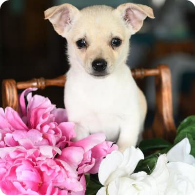 Photo of Chihuahua