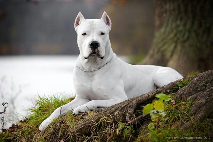 Photo of Dogo Argentino