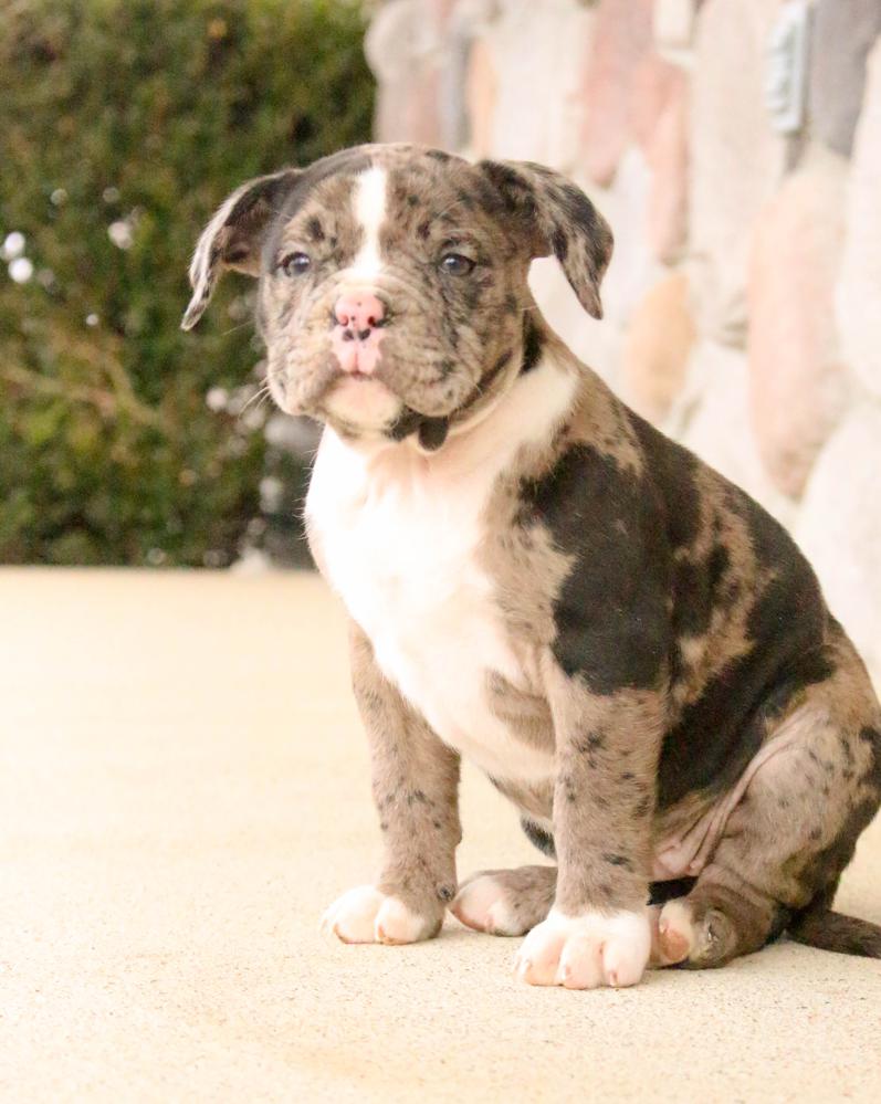Photo of Alapaha Blue Blood Bulldog