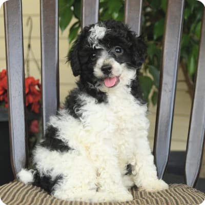 Photo of Toy Poodle