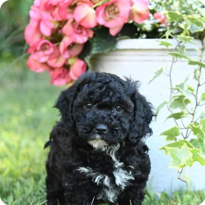 Photo of Miniature Poodle