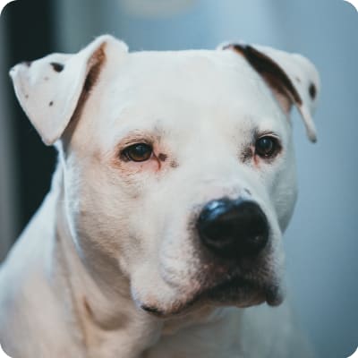 Photo of American Staffordshire Terrier