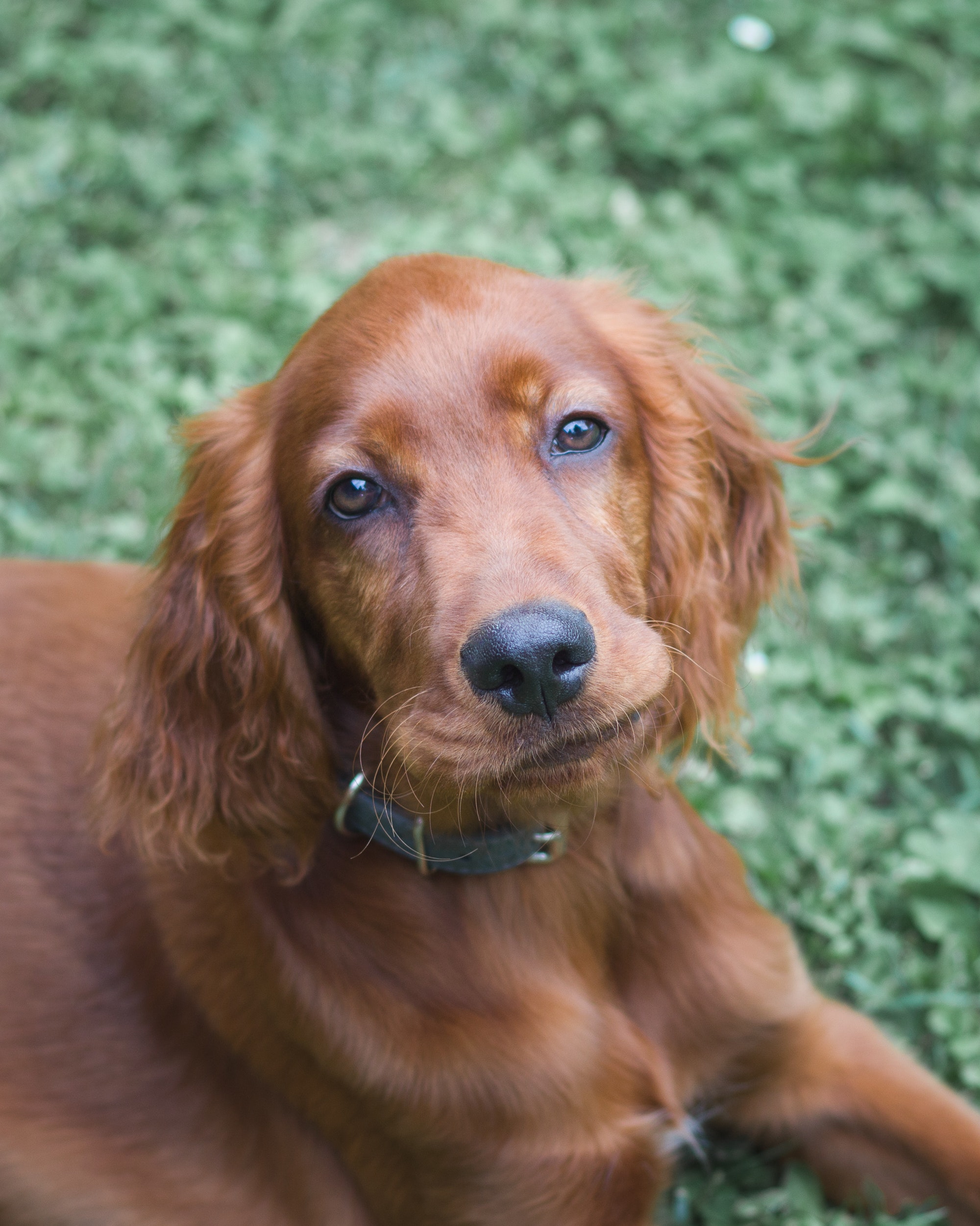 Photo of Irish Setter