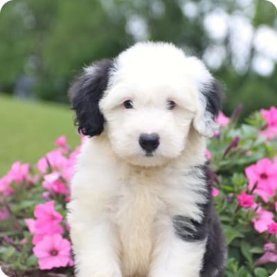 Photo of Sheepadoodle