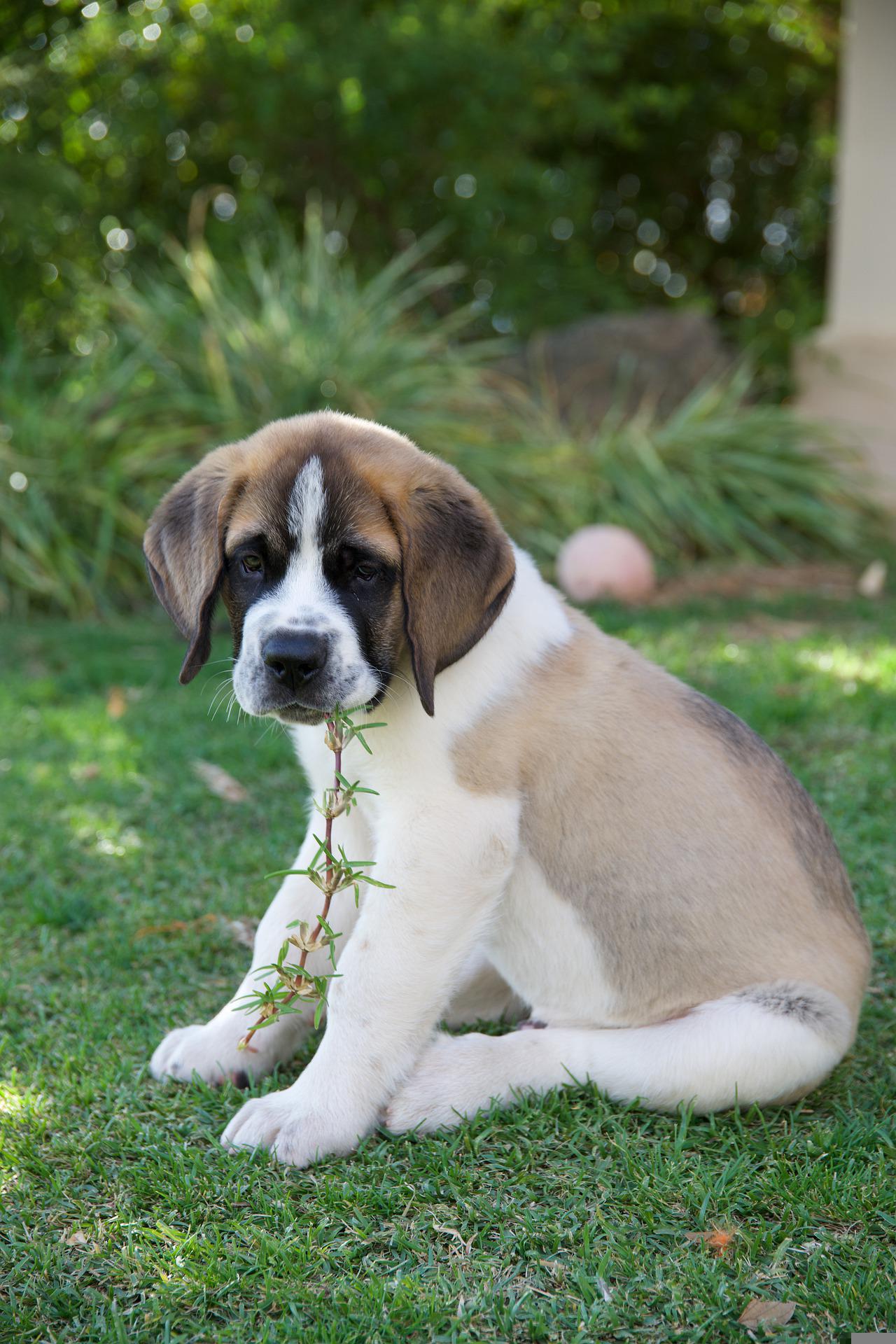 Photo of Saint Bernard
