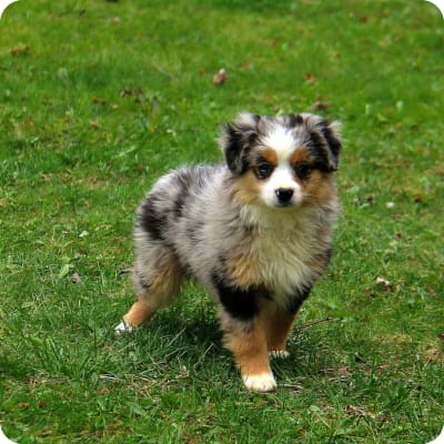 Photo of Toy Australian Shepherd