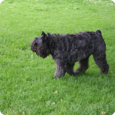 Photo of Bouvier Des Flandres