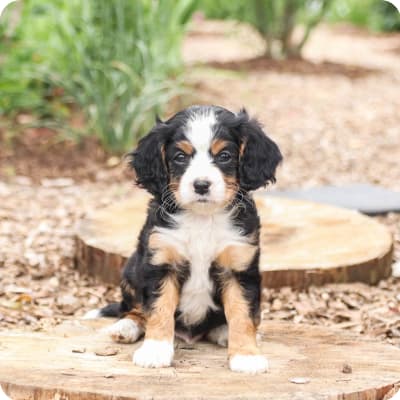 Photo of Cavachon