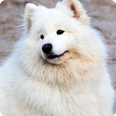 Photo of Samoyed