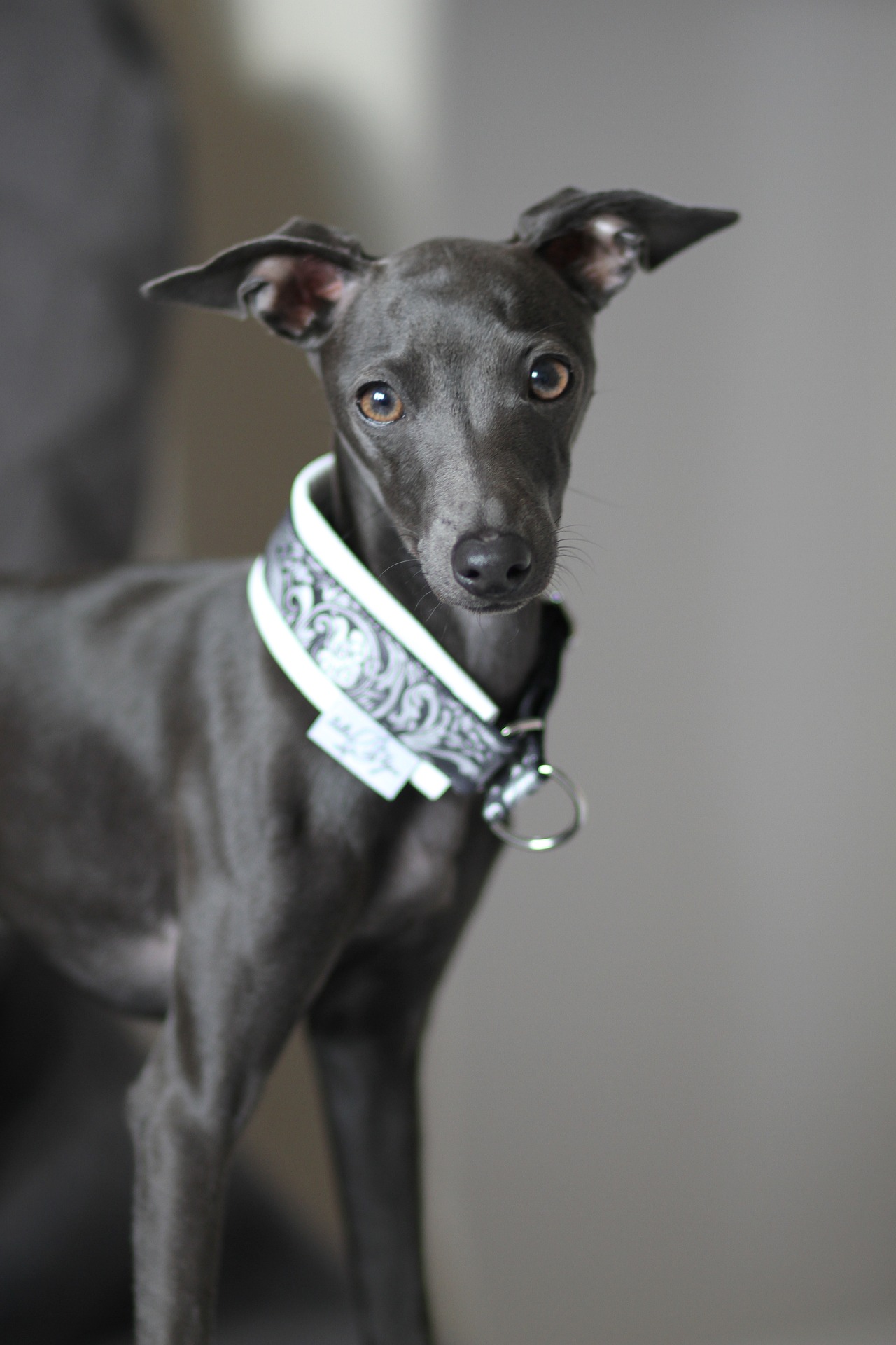Photo of Italian Greyhound