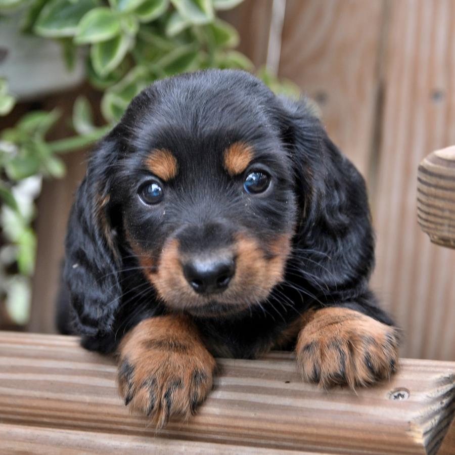 Photo of Miniature Dachshund