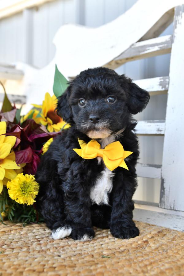 Photo of Lhasa Poo