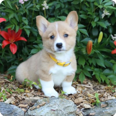 Photo of Welsh Corgi (Pembroke)