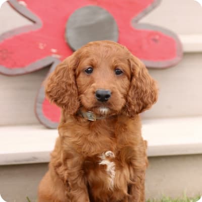 Photo of Irish Doodle